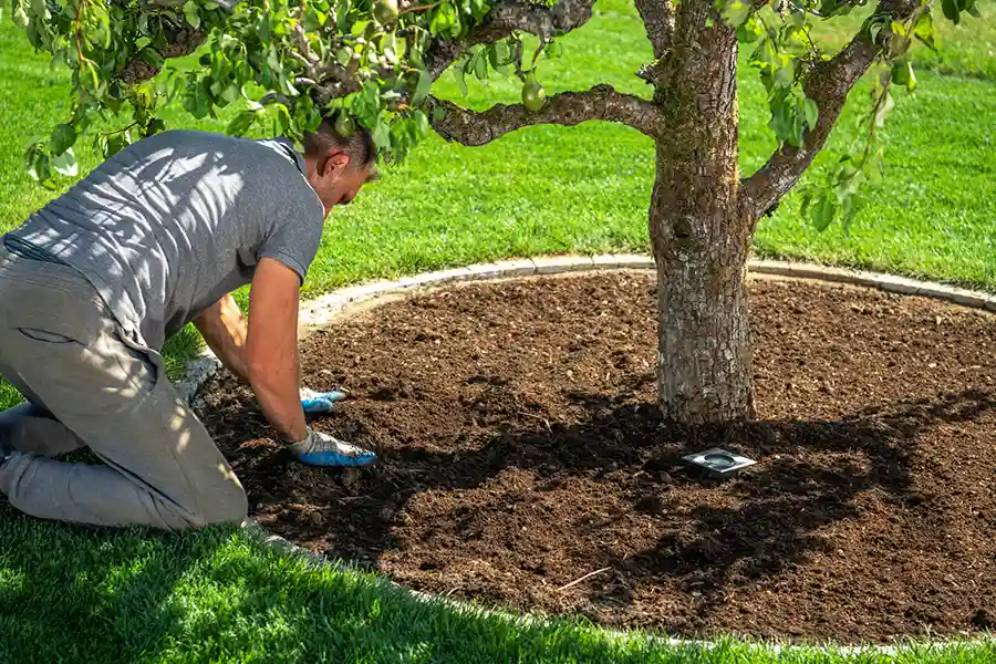Reliable Tree Company in Kershaw, SC Reliable Tree Company in Kershaw, SC